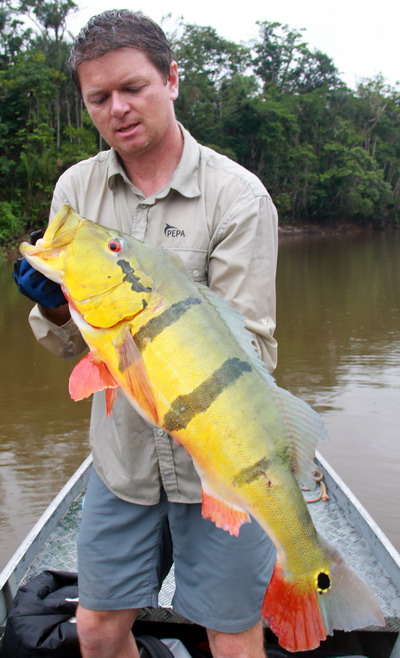 cichlida ocasooka - tucunare 75 cm