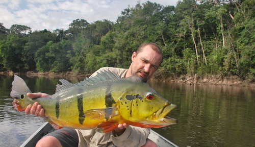 cichlida ocasooka - tucunare delky 72 cm