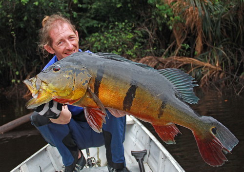 cichlida ocasooka - tucunare