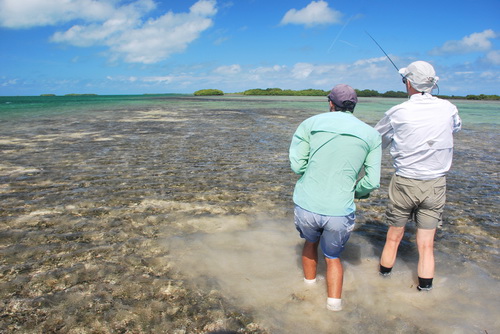 sledovani hejna bonefish v melcine