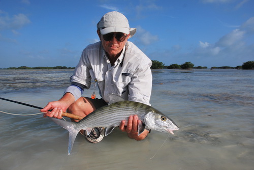 albula lisci - bonefish