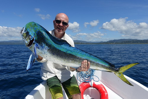 Dorado - mahimahi