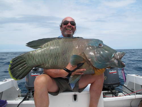 napoleonfish - pyskoun velky