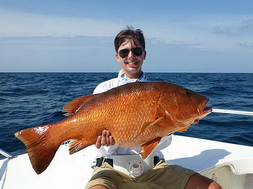 chnapal - cubera snapper