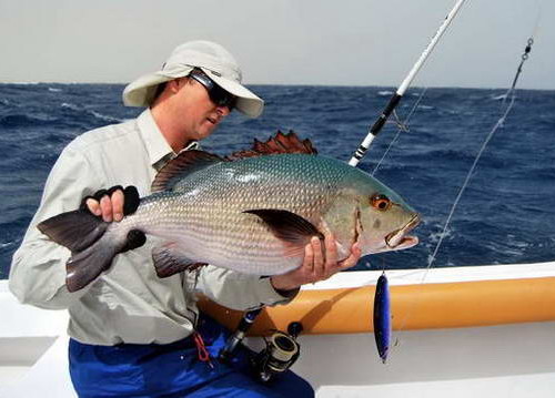 chnapal - snapper uloveny na stickbait